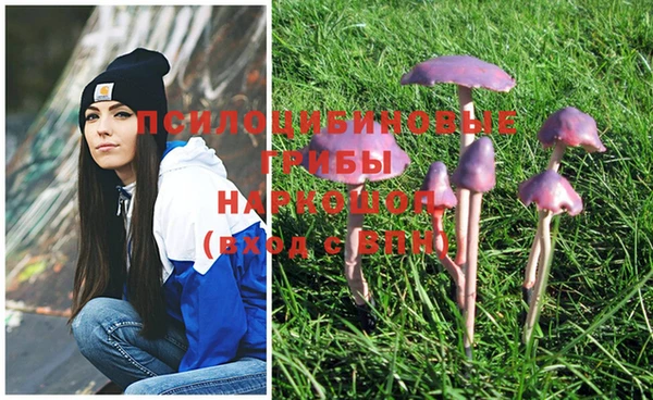 мяу мяу мука Баксан